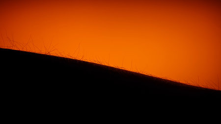 Silhouette of Hair Against Glowing Orange Backgroundの写真素材