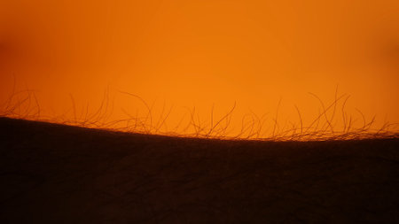 Silhouette of Hair Against Glowing Orange Backgroundの写真素材