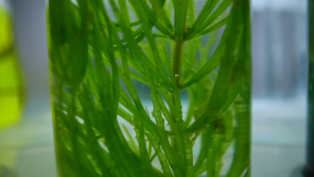 Plant roots suspended in clear liquid inside laboratory test tube
