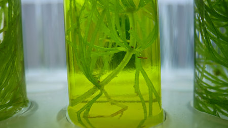 Aquatic plant roots in test tube with yellow green solution