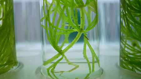 Plant roots suspended in clear liquid inside laboratory test tube