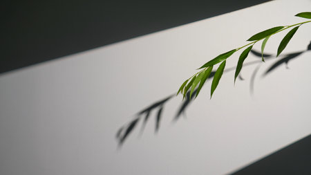 Minimalist Composition with Green Leaves and Shadows on White Backgroundの写真素材