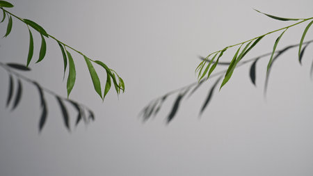 Minimalist Composition with Green Leaves and Shadows on White Backgroundの写真素材
