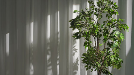 Vibrant Green Indoor Plant by White Curtainsの写真素材