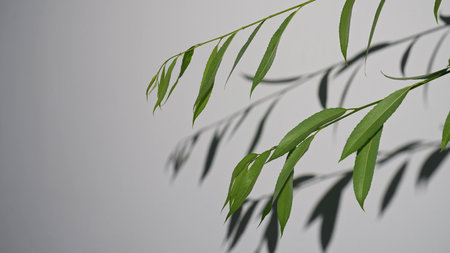 Minimalist Composition with Green Leaves and Shadows on White Backgroundの写真素材