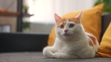 Alert cat lying on sofa with yellow pillowsの写真素材