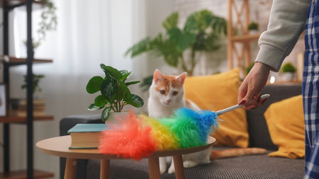 A woman dusting a table with a rainbow dust brush, next to a curious catの写真素材
