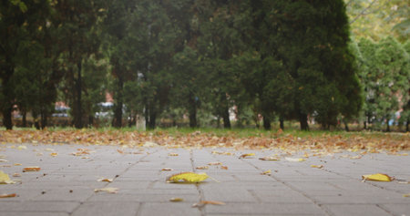 Fallen autumn leaves scattered on a paved park pathway with green trees in the background.の写真素材