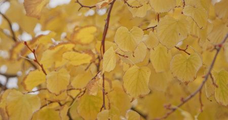 A vibrant display of golden autumn leaves on branches, capturing the essence of the fall season.の写真素材