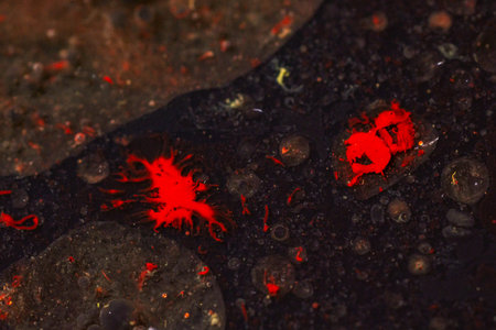 Abstract background of red paint and bubbles floating on dark divorces liquid surface, creating...