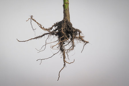 Hanging plant roots with soil strands in focus against a neutral blurred background, illustrating...