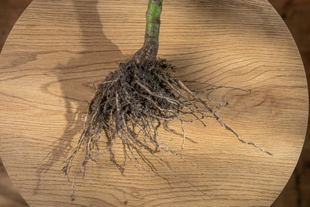 Exposed plant roots with soil lying on a round wooden table, top view, illustrating botany,...