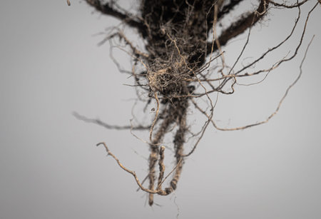 Hanging plant roots with soil strands in focus against a neutral blurred background, illustrating...