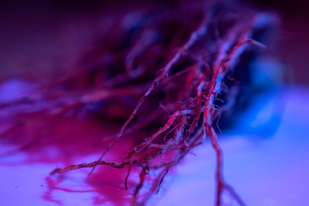 Macro shot of plant root system with soil illuminated by blue and pink neon light on gradient...