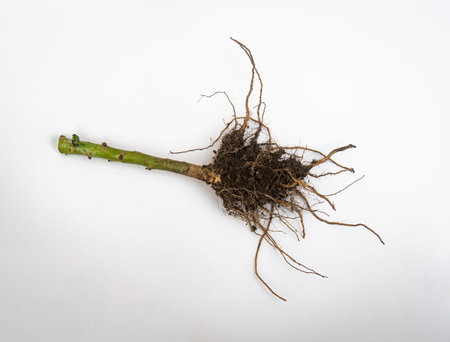 Exposed plant with soil covered roots and green stem isolated on white background, illustrating...