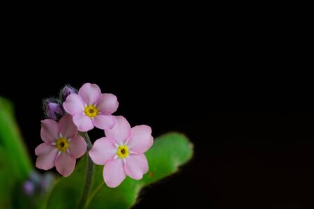 Pink forget-me-not on black backgroundの写真素材