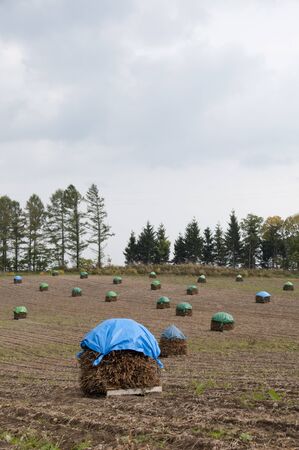 Bean field in autumnの写真素材