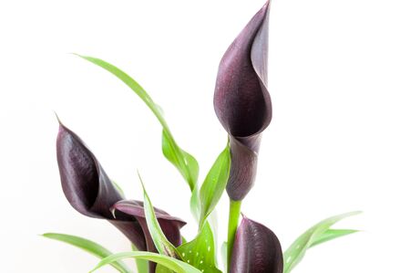 Wine red calla lilies on white backgroundの写真素材