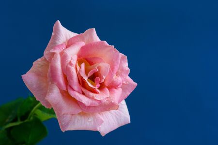 Pink rose on blue backgroundの写真素材