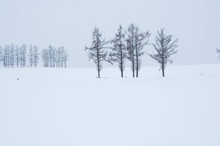 Larch row of trees in Bieiの写真素材