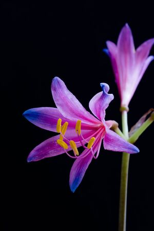 Colorful beautiful flowers on black backgroundの写真素材