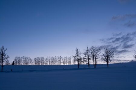 Twilight sky and larch trees in Bieiの写真素材