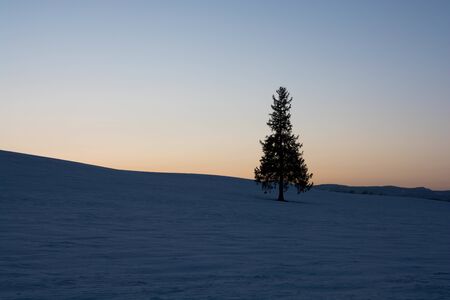 Twilight sky and a pine tree in Biei