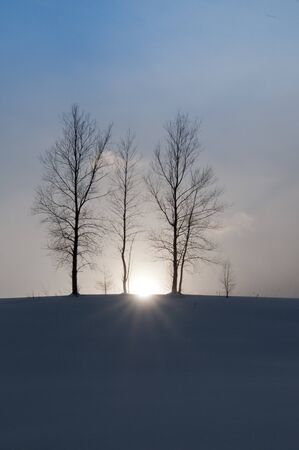 Winter dusk and winter grove in Bieiの写真素材