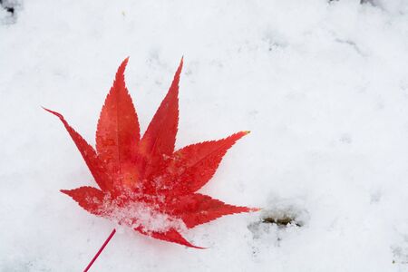 Red maple leaf on snowの写真素材