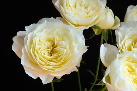 White roses on black backgroundの写真素材