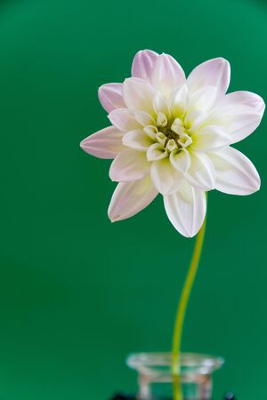Cute dahlia on green backgroundの写真素材