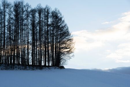 Larch forest on a winter hill in Bieiの写真素材