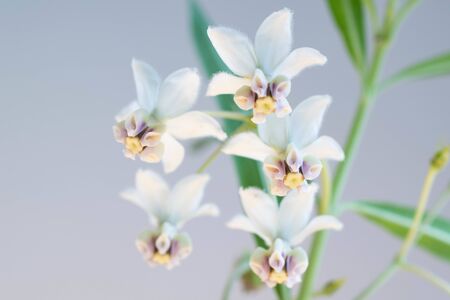 White cute flowers on white background