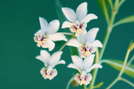 White cute flowers on green background