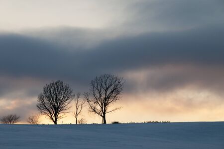Winter dusk sky and winter grove in Bieiの写真素材