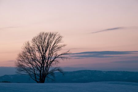 Twilight sky and big winter groveの写真素材