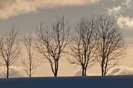 Winter dusk sky and winter grovesの写真素材