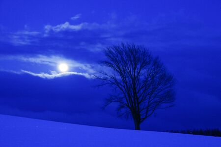 Winter grove and full moon on a winter night in Bieiの写真素材