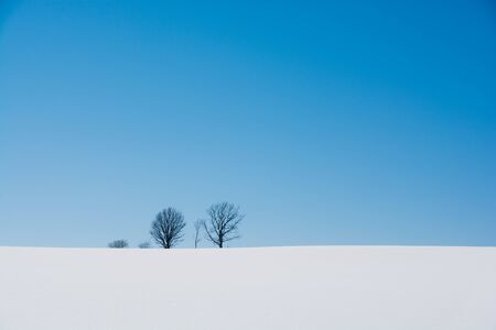 Winter grove on snowy field in Bieiの写真素材