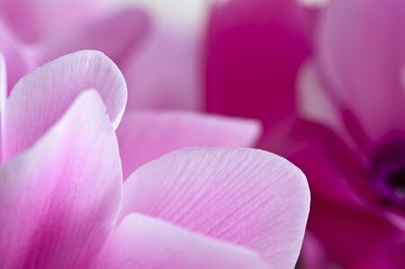 Close up of pink cyclamen flowerの写真素材