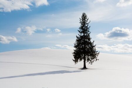 Pine tree standing on snowy field in Biei