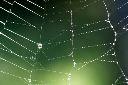 Spider web with water drops