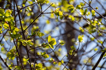 Green leaves that have begun to sprout