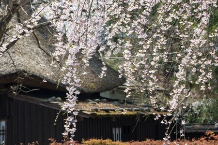 Old Japanese house with cherry blossoms in full bloomの写真素材