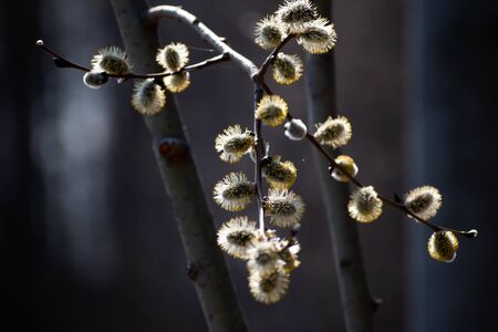 Willow blossom reflecting the setting sun