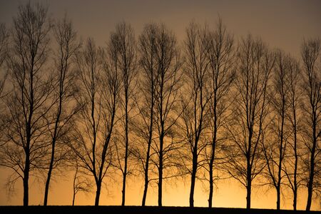 Sunset sky and winter groveの写真素材