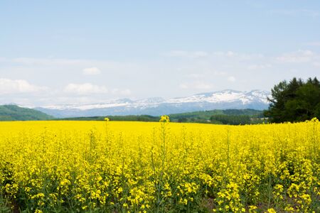 Canola field and mountain range of remaining snowの写真素材