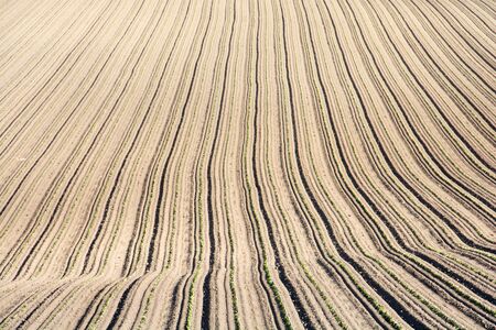 Spring field with seedlings planted