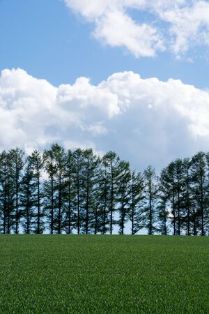 Green wheat field and fresh green larch treesの写真素材