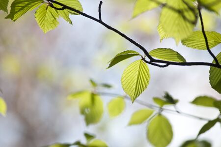 Fresh green leaves